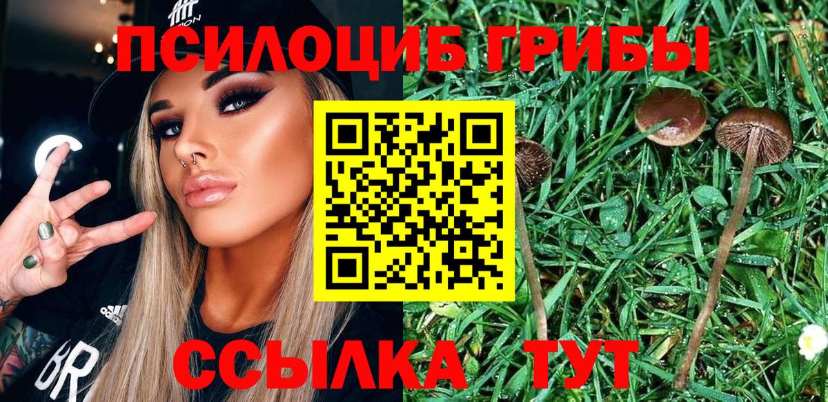 Гудермес  Галлюциногенные грибы Cubensis  Вход с VPN 
